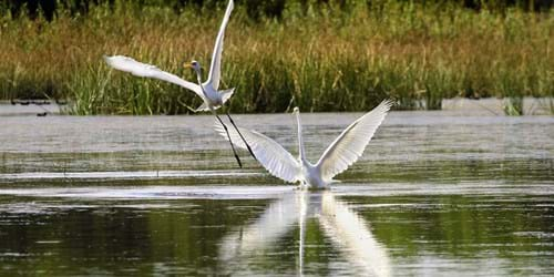 Sani Wetlands, Greece - ideal for birdwatching